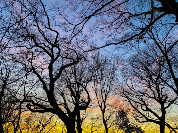 [相片1]2023年1月12日清晨晴朗 -1°C科普斯的每日记录感谢您的观看。它记录了自然和树木的变化。#森林 #秋叶 #摄影 #自然 #光 #四季 #伊玛索拉 #天空