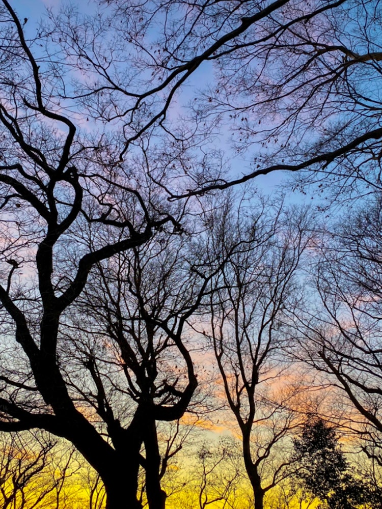 [相片1]2023年1月12日清晨晴朗 -1°C科普斯的每日記錄感謝您的觀看。它記錄了自然和樹木的變化。#森林 #秋葉 #攝影 #自然 #光 #四季 #伊瑪索拉 #天空