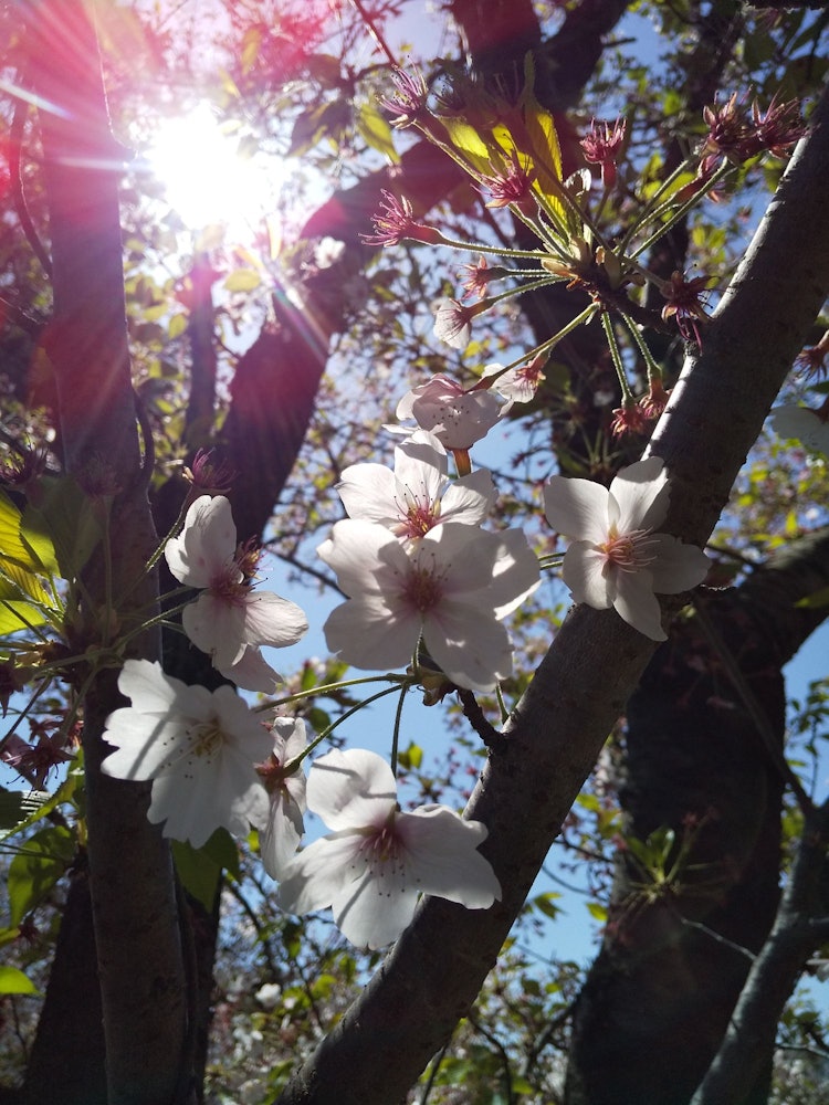 [相片1]我所在地区的樱花季节结束了。其中，还剩下一些，我今天拍了一张照片。这不是单反相机，而是Android智能手机（SHARP S5-SH）。