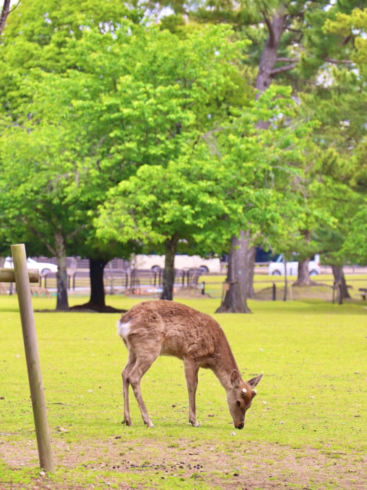 [画像1]奈良公園で出会った人懐っこい鹿さんです。 鹿せんべいを持っていなくても、何かしらの期待を抱いてすぐ後ろを追いかけてくる鹿たちにもう一度会いたいです。 きっとコロナで奈良公園を訪れる人も少なく、鹿たちも