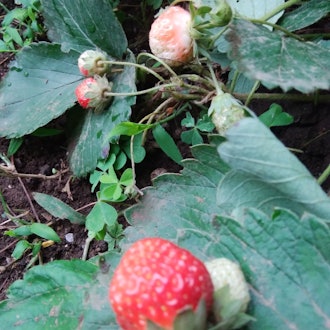 [Image2]It is an asadori vegetable. Amazing, isn't it? Strawberries are still growing.It is sweet and very d