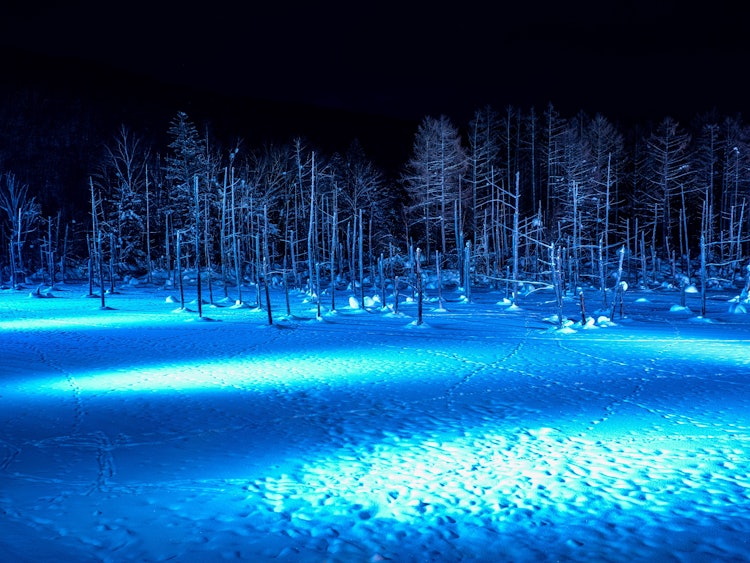 [画像1]北海道のほぼ中央に位置し、なだらかな丘が続く美瑛。春から秋にかけて観光客でいっぱいになりますが一面雪景色の冬も魅力的です。以前MacBookの壁紙に採用されたことで一躍有名になった青い池は冬季は夜にラ