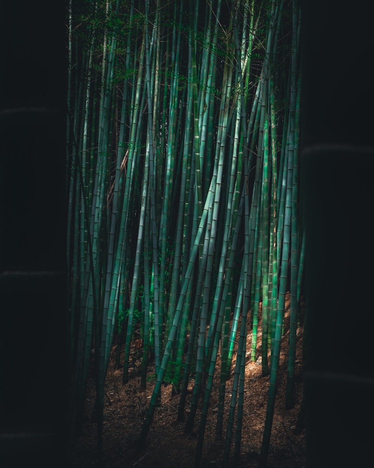 [이미지1]이것은 내가 아는 대나무 숲이며 유지 보수를 도왔습니다.