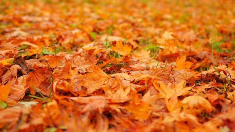 [相片1]在函馆的笹汤水坝前花园广场，矮小的枫树在秋天一下子变红了。 秋叶盛开后，许多枫叶落在我的脚下，看起来就像天然的红地毯。 这次，我尝试将天然地毯放在一块中，所以请看一下。