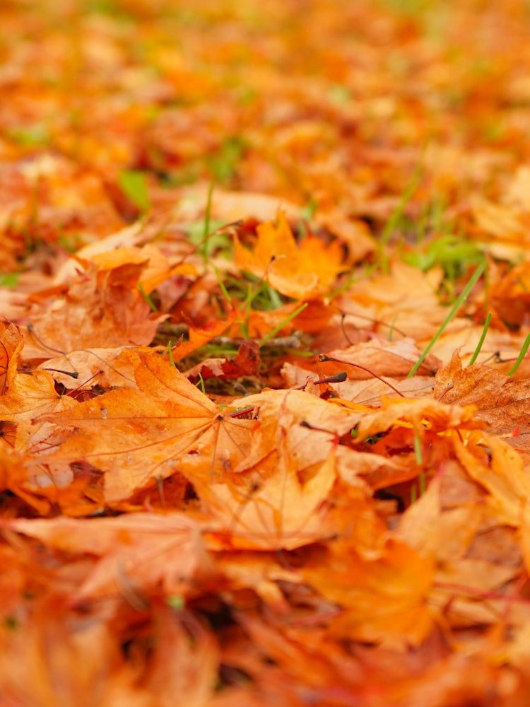 [相片1]在函馆的笹汤水坝前花园广场，矮小的枫树在秋天一下子变红了。 秋叶盛开后，许多枫叶落在我的脚下，看起来就像天然的红地毯。 这次，我尝试将天然地毯放在一块中，所以请看一下。