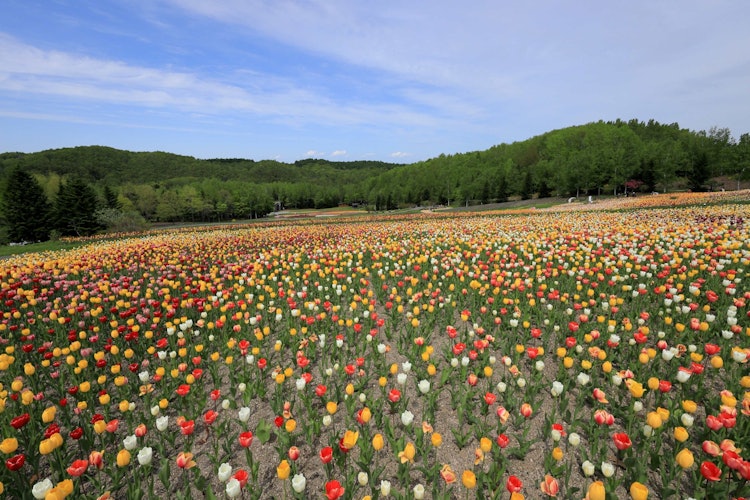 [画像1]北海道札幌市南区の「滝野すずらん丘陵公園」5月の風景です。冬はスキー場として使用されていますが、春の雪融けとともにゲレンデ一面に植えられたチューリップが一斉に芽を出し花を咲かせます。 北海道ならではの