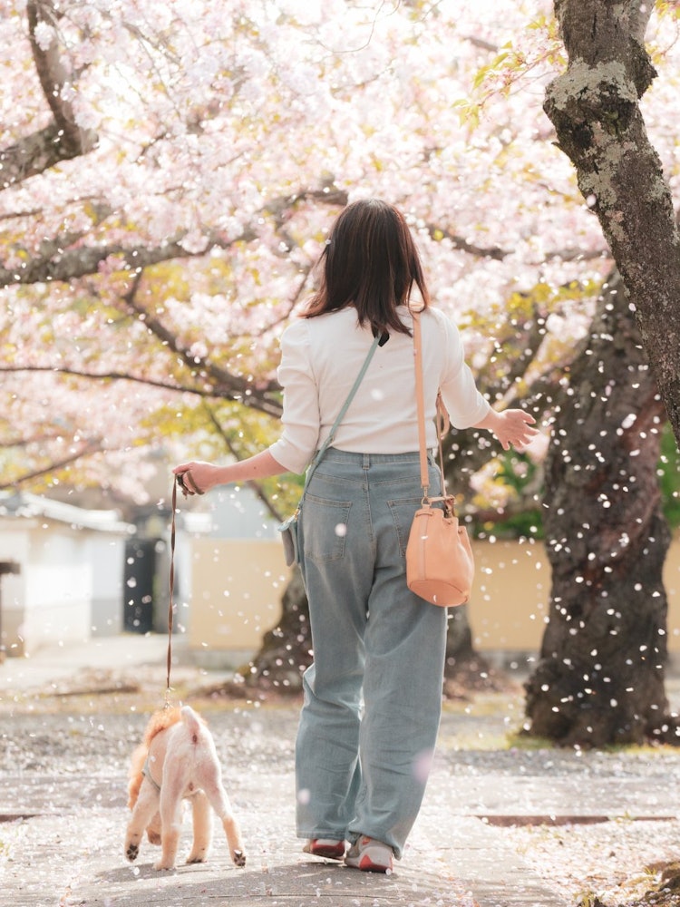 [이미지1]효고현 가코가와시포기하고 집에 갈까 생각했지만, 그들이 흩어지기를 기다렸다가 한 시간 넘게 경내를 돌아다녔다.화려하게 흩어😌졌다눈처럼 보이고 벚꽃 눈보라가 되었을 때의 감동, 나는