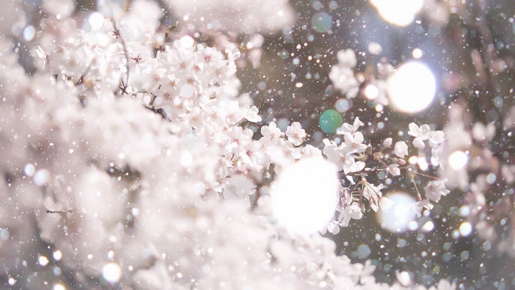 [画像1]家のすぐそばの桜並木です。桜が咲いたあとに雪が降ったことにより、なんとも奇跡的な一枚を収められました。これを超えられる写真は、いまのところ撮れておりません。
