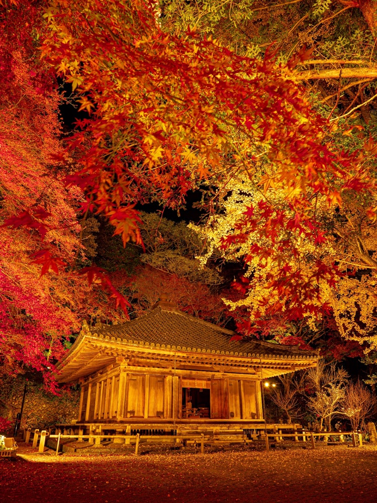 [相片1]大分縣文後高田市的福地寺在紅葉季節，只有週末才會有燈飾。這是我四年來第一次訪問，但這次我能夠在秋葉的高峰期去。