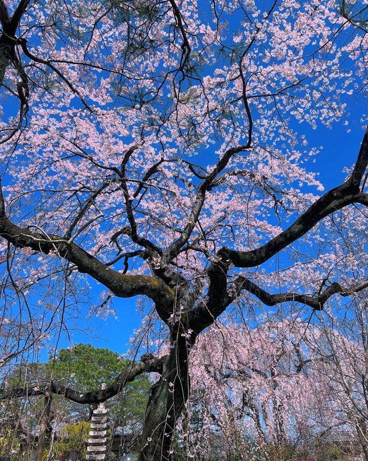 [이미지1]3/30/24 촬영.사원 한가운데에 처진 벚꽃입니다.