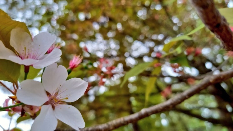 [相片1]京都御所2021年櫻花的節奏很快，在我參觀的那天，它幾乎處於葉櫻花的狀態。 其中，我只發現了兩朵盛開的櫻花。 我給它拍了一張照片。2021.04.03