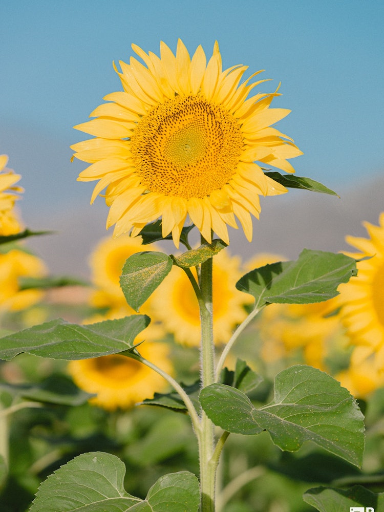 [相片1]向日葵承诺 🌻🌻向日葵花在阳光明媚的夏日看起来很漂亮山梨县山中湖村