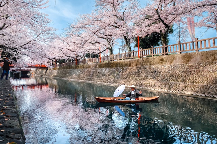 [画像1]桜トンネルと船頭岐阜県大垣市　奥の細道むすびの地2024年4月