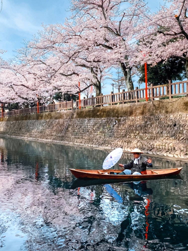 [Image1]Cherry Blossom Tunnel and BoatmanOgaki City, Gifu PrefectureApril 2024