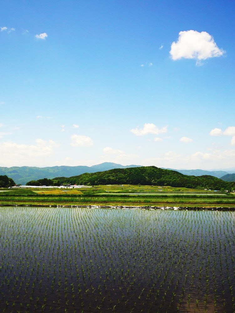 [Image1]Early seedlings flutter in the spring breezeRural scenery of Shinshu.