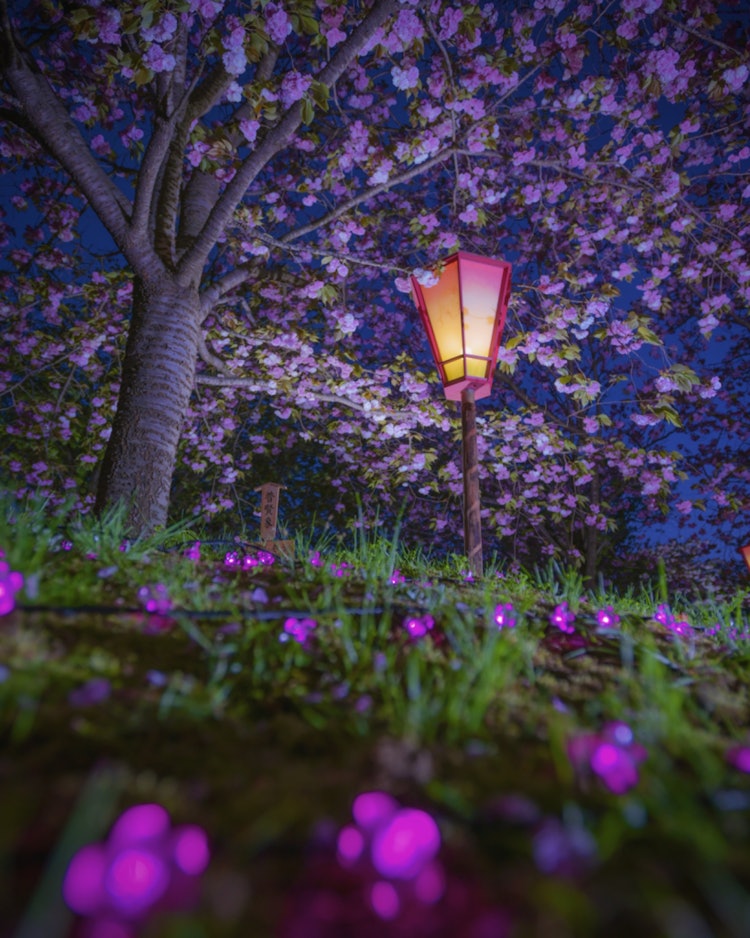 [이미지1]히로시마시 히로시마 민트 플라워 서클 미치(히로시마의 추천 벚꽃 명소)#꽃 주위 👈4/12-4/18 10:00-20:00의 7일간올해의 벚꽃은 64 종 213 그루입니다.밤에는 벚
