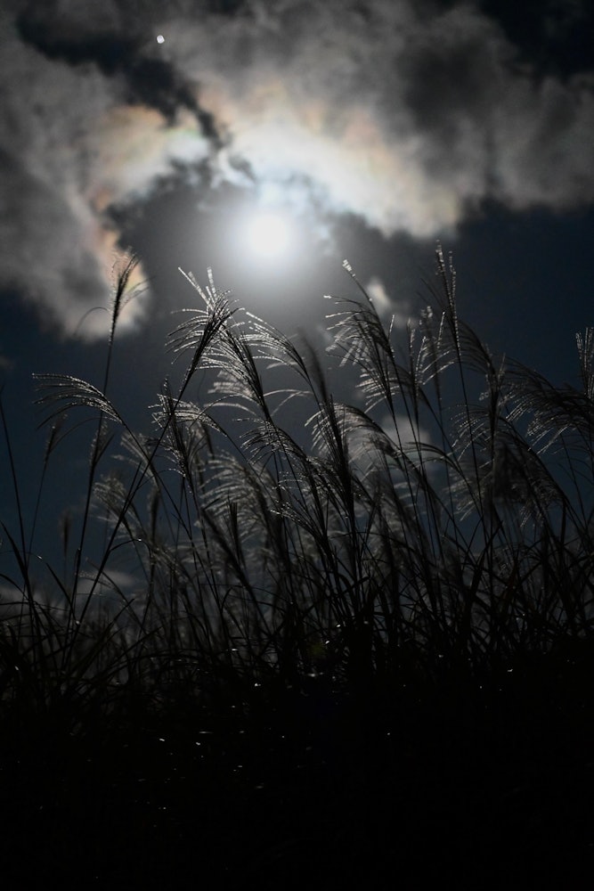 [相片1]在月夜的背上閃耀的“潘帕斯草”我拍下了半夜在風中飄動的潘帕斯草，這樣它就不會搖晃，這樣明月的光輝就會閃耀，但主要的潘帕斯草不會被月光打敗。