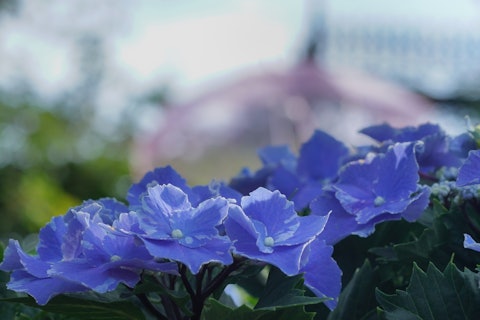 [相片1]它是横滨英国花园的绣球花。太美了。