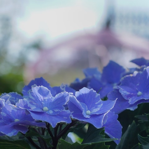 [画像1]横浜イングリッシュガーデンの紫陽花です。綺麗でした。