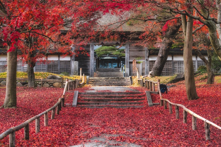 [相片1]这是一座名为“Korinji”的寺庙，位于宫城县的多米地区。昭和47年被指定为宫城县重要文化财产，据说是宫城县第二古老的木结构建筑。在这个季节，许多人聚集在一起一睹这种美丽的风采，尤其是在秋天，秋天的