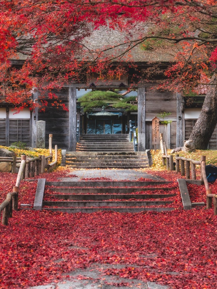 [画像1]宮城県の登米地方に位置する「香林寺」というお寺です。昭和47年に宮城県の重要文化財として指定され、宮城県でも2番目に古い木造建築物だそうです。シーズン中は、こちらの美しい参道をひと目見ようと多くの方々