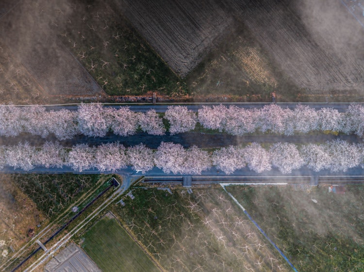 [相片1]一排櫻花樹的鳥瞰圖我在清晨用無人機拍了一張航拍照片。Ibi-gun， 岐阜