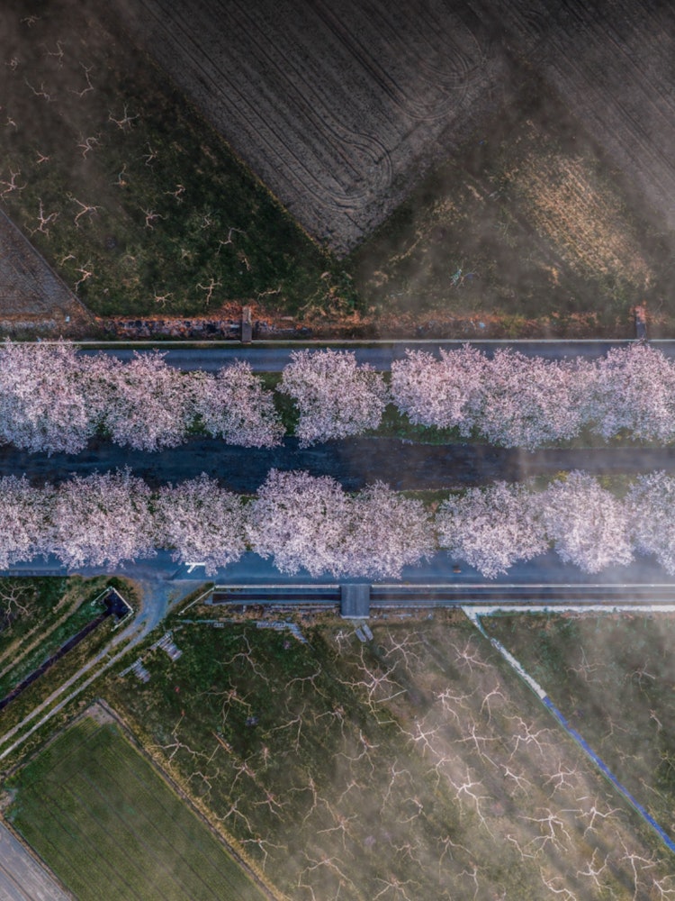 [相片1]一排櫻花樹的鳥瞰圖我在清晨用無人機拍了一張航拍照片。Ibi-gun， 岐阜