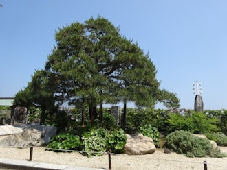[Image2]Omiya pine treeStatue of Kanichi OmiyaSince the Meiji era, many literary giants have lived in Atami,