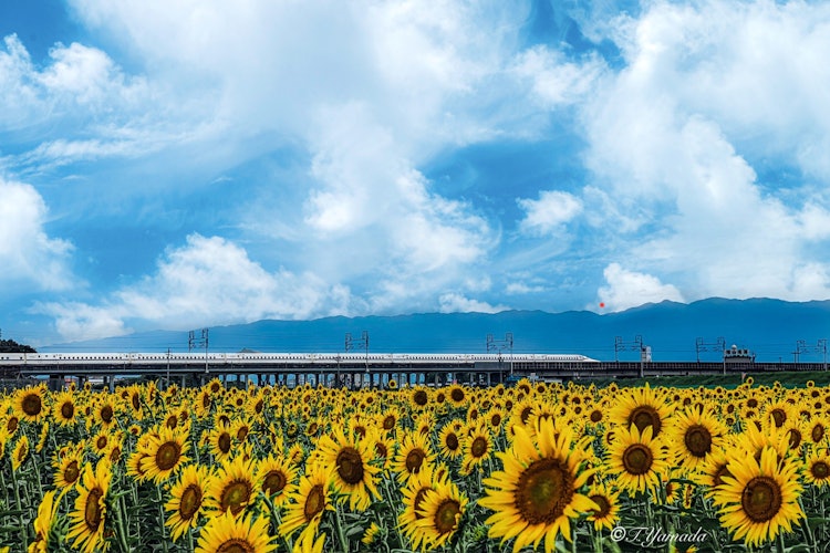 [Image1]Sunflower and ShinkansenSunflower field in Ogaki City, Gifu Prefecture