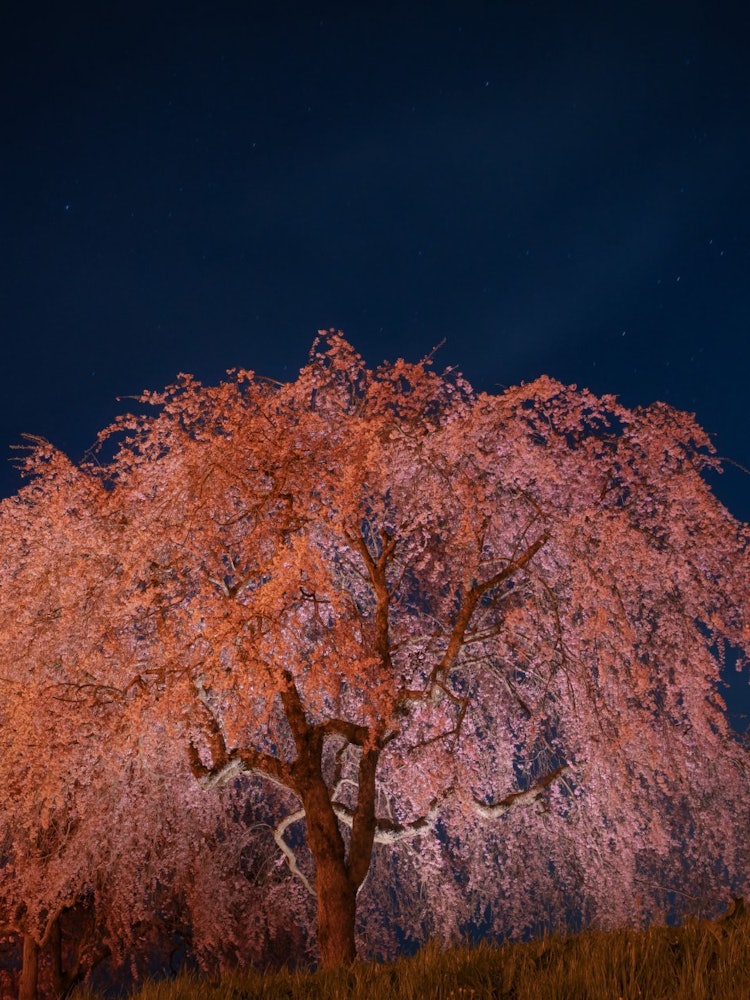 [画像1]兵庫県加東市千鳥川桜堤公園いつも桜の季節は天候が悪く天候に悩まされ特に夜の撮影は風があり、桜がブレブレになるのですが、運良く無風で撮影もしやすかったです😀本来ここはライトアップされておらず桜も真っ暗な