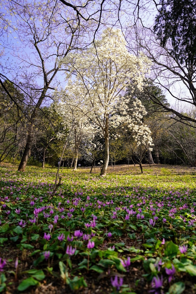 [Image1]Mizuho Town Hanatarairi no SatoWhite magnolia and fawn lilySONY α 7IIITAMRON 17-28mm