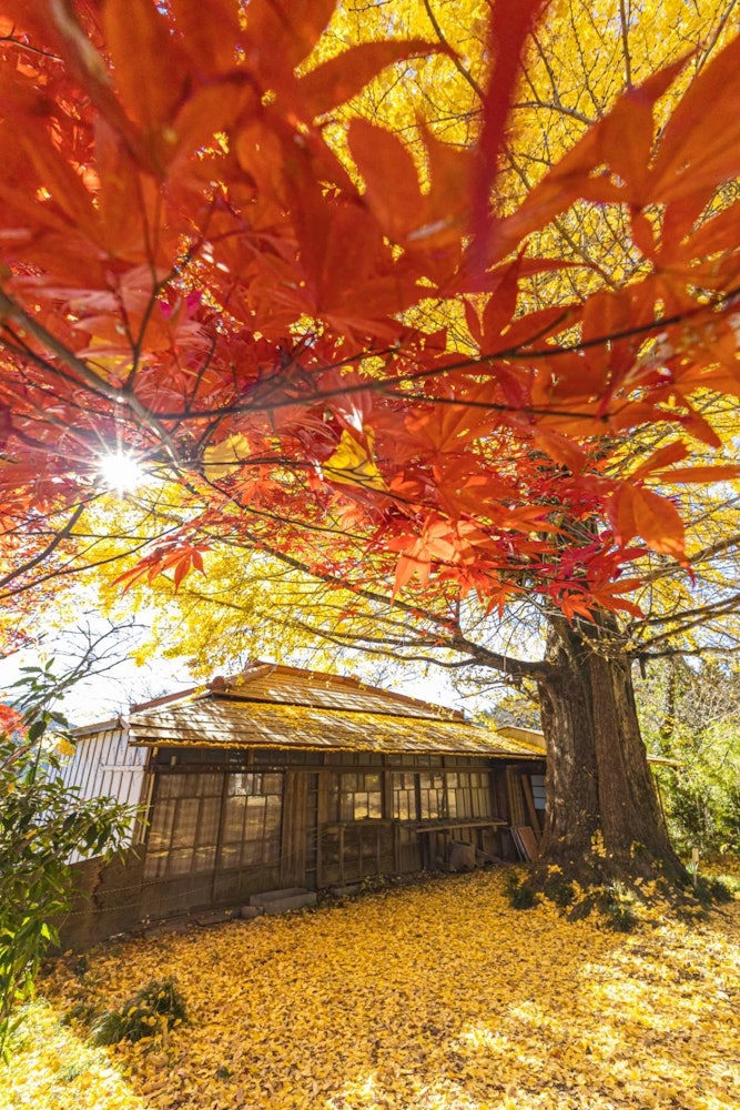 [相片1]可以同时欣赏红叶和银杏的地方它位于埼玉县　　　　　　　　“Kobozan Kanzenon”这个可以同时欣赏红叶和银杏的地方是埼玉县的一个隐藏景点。开车上山有点，但周围什么都没有，所以空气很好 🤤
