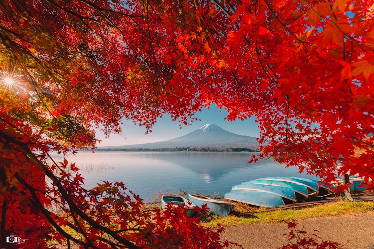 [Image1]Mt. Fuji upside down on the morning lake and autumn leaves 🍁Lake Kawaguchi - in Yamanashi Prefecture