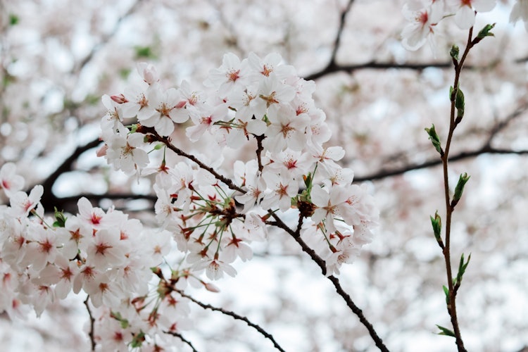 [相片1]标题：満開の桜の木の下で見つけた貴方。地点名称：大阪相机：佳能eos x10i