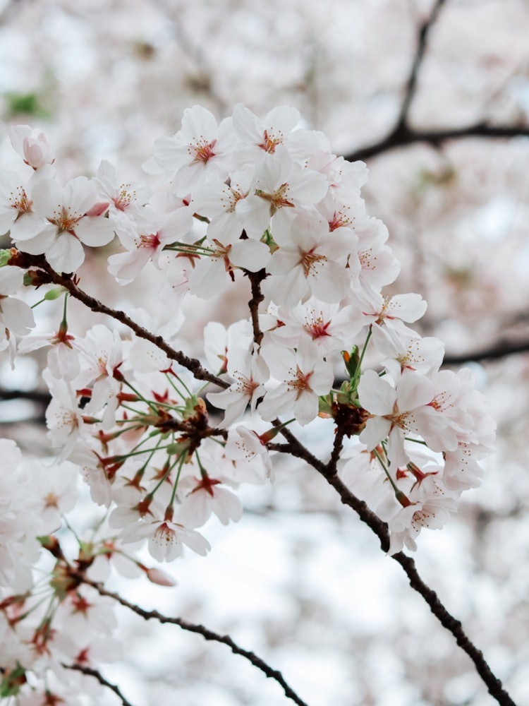 [Image1]title:満開の桜の木の下で見つけた貴方。location:Osakacamera:Canon eos x10i