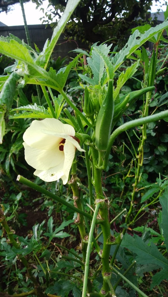 [Image1]Okra flowers are blooming beautifully.