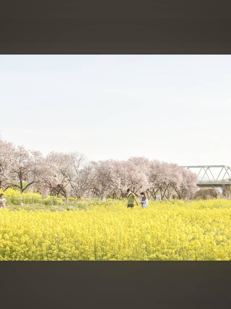 [相片1]这是一个晚上散步，在长野县北信地区的千曲川河上欣赏灿烂的八重樱花和油菜花田。