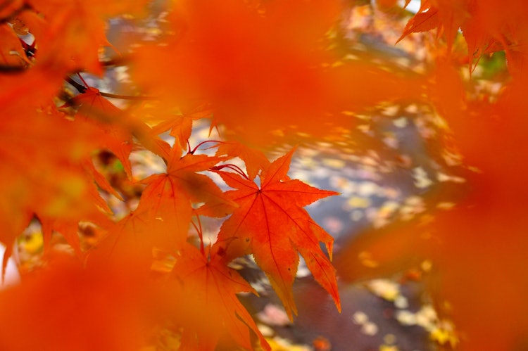 [画像1]「秋日」満開の紅葉を前ボケに使いカタチの綺麗な赤葉にピントを合わせました。