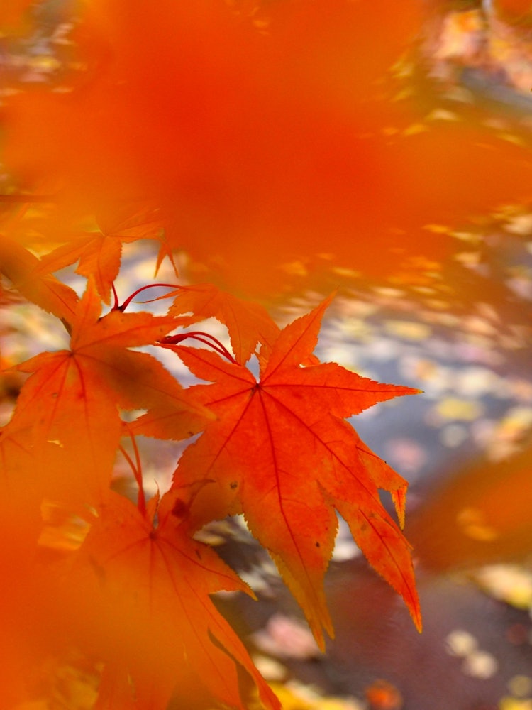 [相片1]“秋姬”我用盛开的秋叶作为前景模糊，专注于形状美丽的红叶。