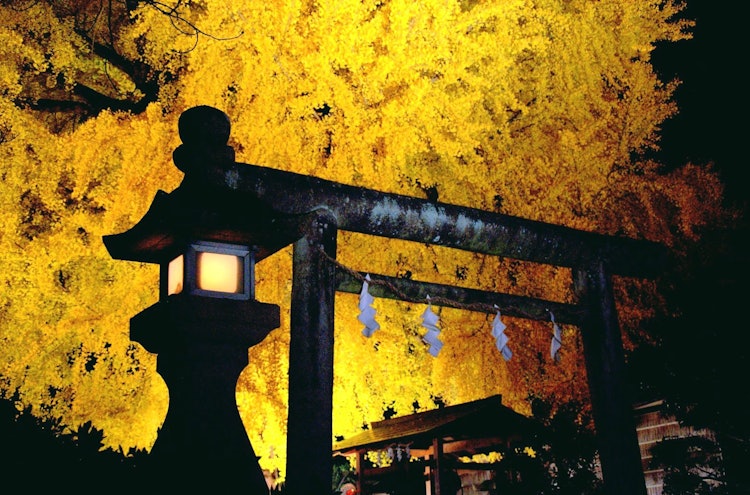 [Image1]Niusakadono Jinja Shrine in Katsuragi Town, Wakayama PrefectureThe big ginkgo is amazing every year.