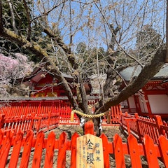 [画像2]こんにちは☺️ジュエリータウンです！ 暖かくなり、散策日和の日が続いてます🌳金櫻神社では、桜が満開に咲き、これから淡い黄金味を帯びた御神木の鬱金桜が咲きはじめます🌸✨✨見頃は4月下旬頃で、GW頃までき