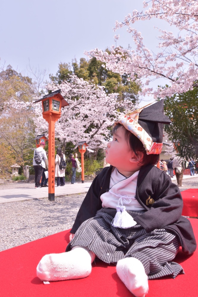 [이미지1]교토시의 히라노 신사를 방문했는데, 첫 번째 축제 전에 사진을 찍었습니다.작은 드레스로 봄을 즐길 수 있었으면 좋겠다.