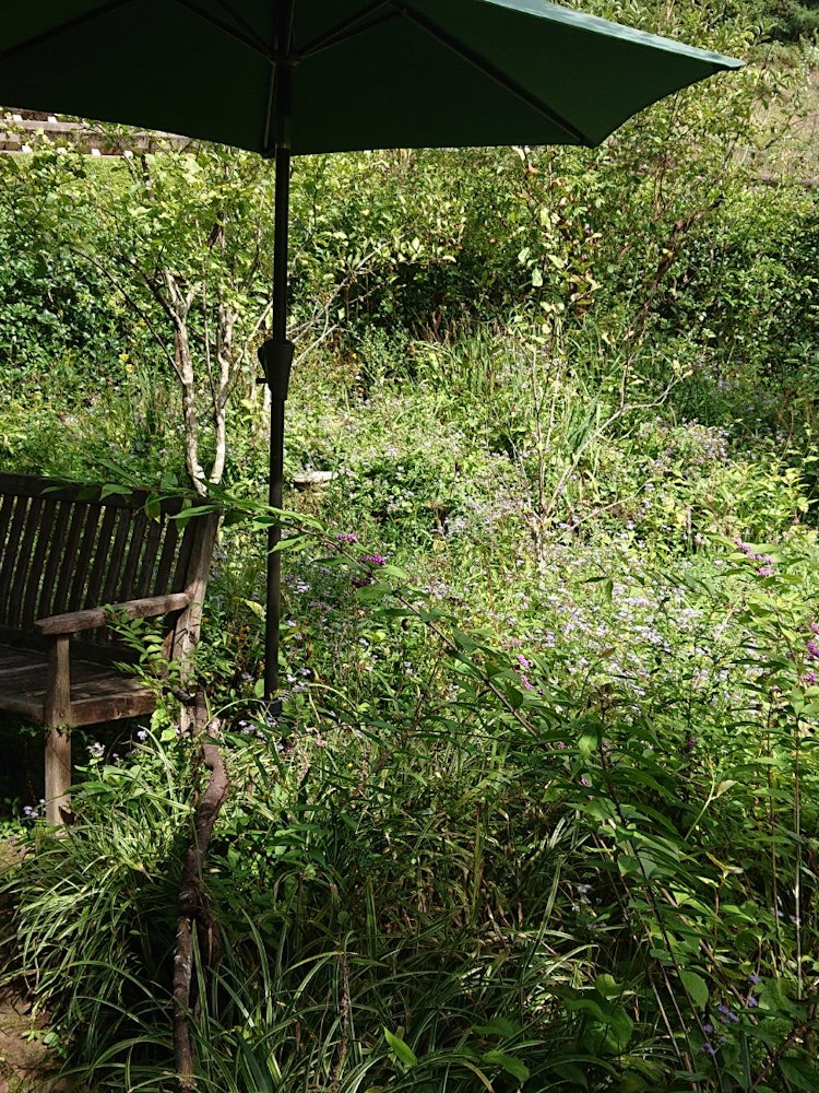 [画像1]@可児市 花フェスタ記念公園アメリカの絵本作家、ターシャ・テューダーさんの庭。日本じゃなくてアメリカかい！ と突っ込まれそうですが、「ターシャさんの庭を日本にある草花で再現した」とのことで、ある意味日