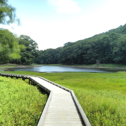 [Image1]July 23: Onuma Park in NasushiobaraI went to photograph the summer marshland.Since it is near a tour