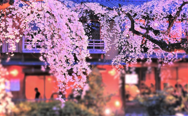 [相片1]它是京都祗园白川的一朵下垂的樱花。