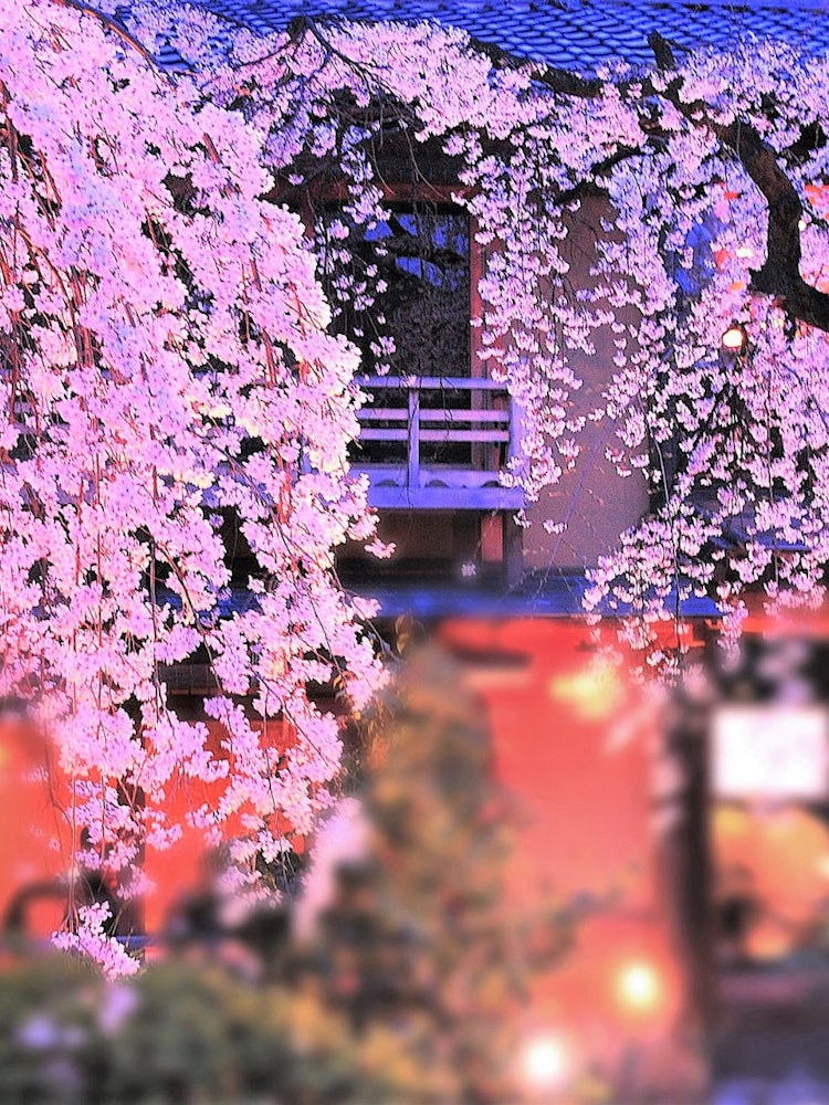 [画像1]京都祇園白川の枝垂れ桜です。