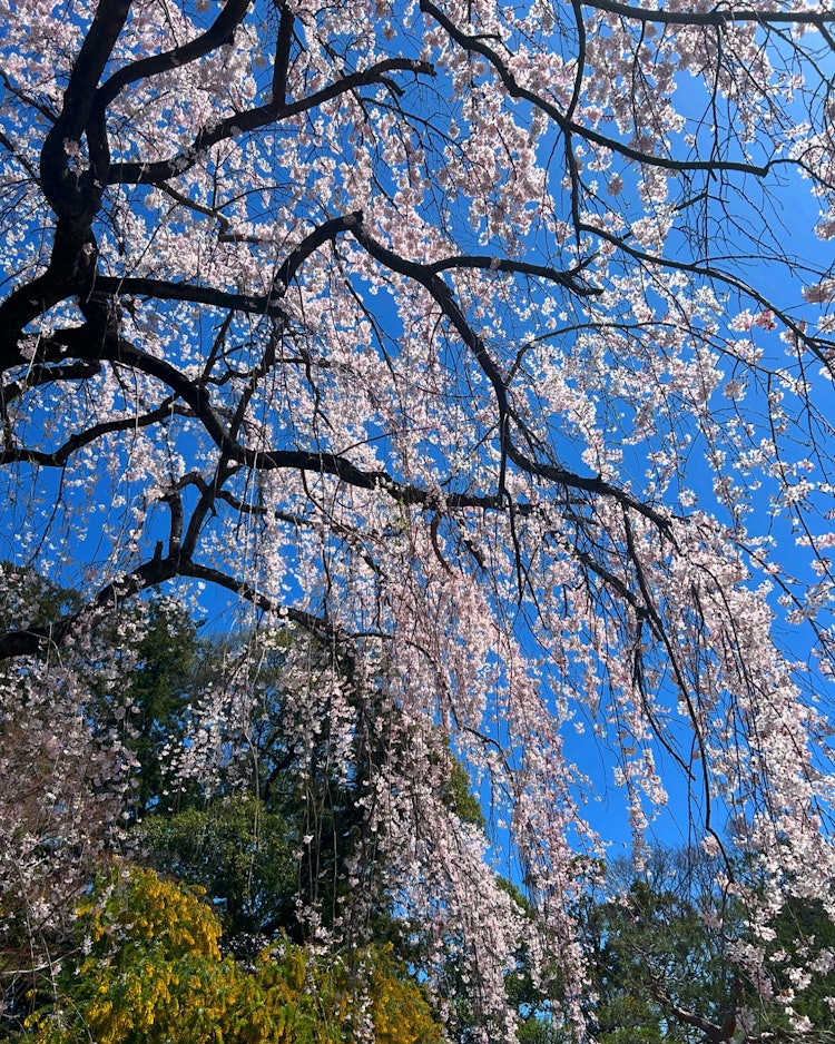 [画像1]24年3月30日撮影。中院の枝垂れ桜です。