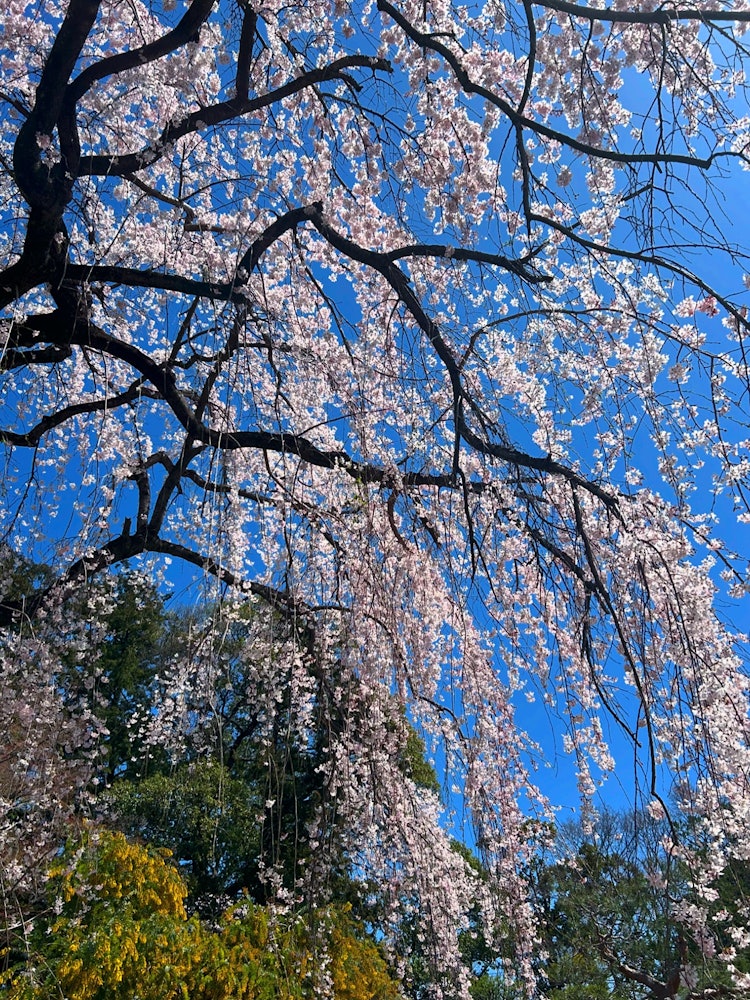 [Image1]Photographed 3/30/24.It is a drooping cherry blossom in the middle of the temple.