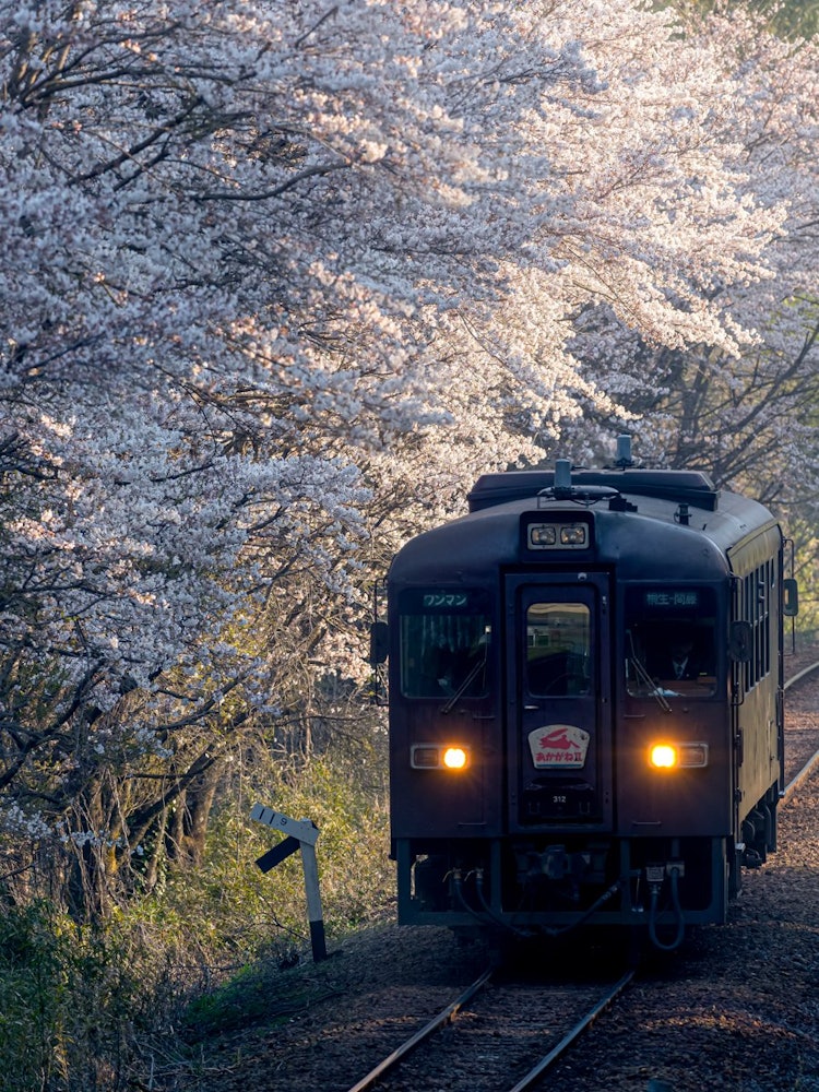 [画像1]早朝の桜と「わたらせ渓谷鐵道」