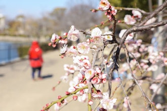 [画像2]【大阪城 梅林公園】2024年2/13現在開花情報：花見にはもう少し大阪城梅五輪公園2024年2月13日現在開花情報:花見のためにもう少し